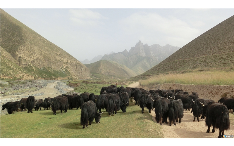 牦牛，藏文化中獨特的符號